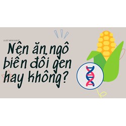 Nên ăn ngô biến đổi gen hay không?
