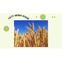 Những lợi ích sức khỏe ấn tượng của lúa mạch không phải ai cũng biết