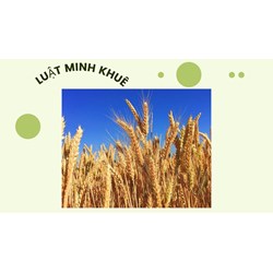 Những lợi ích sức khỏe ấn tượng của lúa mạch không phải ai cũng biết