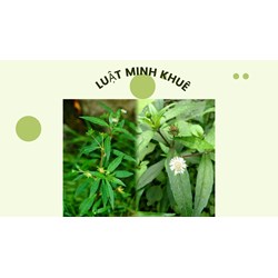 Tác dụng của cây nhọ nồi đối với thận theo kinh nghiệm dân gian