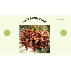 Ăn quả chà là lúc nào tốt nhất theo như kinh nghiệm dân gian