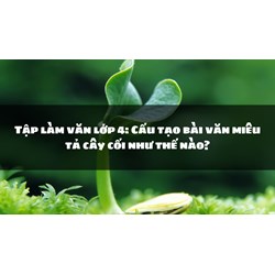 Tập làm văn lớp 4: Cấu tạo bài văn miêu tả cây cối như thế nào?