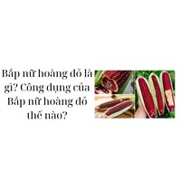 Bắp nữ hoàng đỏ là gì? Công dụng của Bắp nữ hoàng đỏ thế nào?