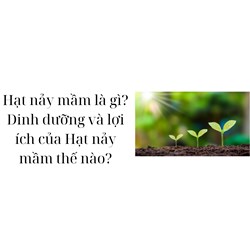 Hạt nảy mầm là gì? Dinh dưỡng và lợi ích của Hạt nảy mầm thế nào?