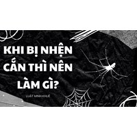 Khi bị nhện cắn thì nên làm gì?