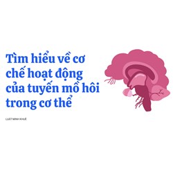 Tìm hiểu về cơ chế hoạt động của tuyến mồ hôi trong cơ thể