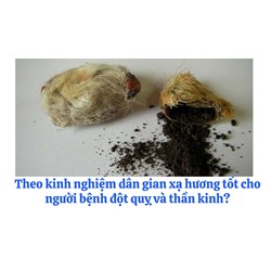 Theo kinh nghiệm dân gian xạ hương tốt cho người bệnh đột quỵ và thần kinh?