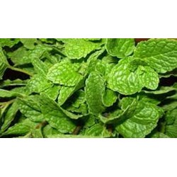 Mẹ bầu ăn rau húng quế được không?