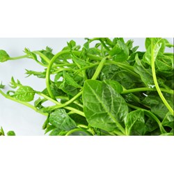 Trẻ em ăn rau mồng tơi có tốt hay không?