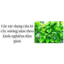 Các tác dụng của lá cây sương sâm theo kinh nghiệm dân gian