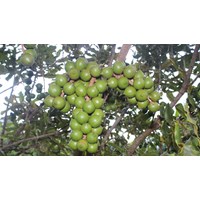 Cây mắc ca có tác dụng gì