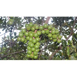 Cây mắc ca có tác dụng gì