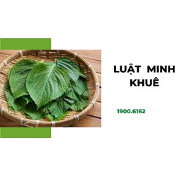Lá vừng Hàn Quốc là gì? Lá vừng và lá tía tô Việt Nam có giống nhau?