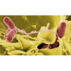 Những điều bạn cần biết về vi khuẩn Salmonella