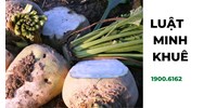 Củ cải đường (sugar beet) là gì? Phân biệt với củ cải trắng, củ dền