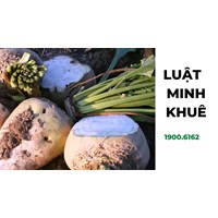 Củ cải đường (sugar beet) là gì? Phân biệt với củ cải trắng, củ dền