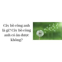 Cây bồ công anh là gì? Cây bồ công anh có ăn được không?