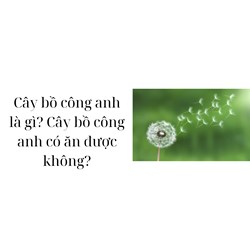 Cây bồ công anh là gì? Cây bồ công anh có ăn được không?