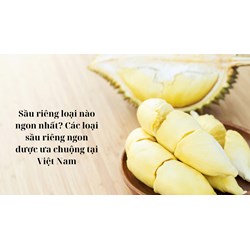 Sầu riêng loại nào ngon nhất? Các loại sầu riêng ngon được ưa chuộng tại Việt Nam