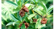 Đại hồi: Công dụng và những bài thuốc chữa bệnh hiệu quả (hay, chi tiết)
