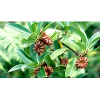 Đại hồi: Công dụng và những bài thuốc chữa bệnh hiệu quả (hay, chi tiết)