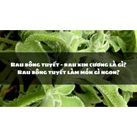 Rau bông tuyết - rau kim cương là gì? Rau bông tuyết làm món gì ngon?