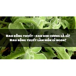 Rau bông tuyết - rau kim cương là gì? Rau bông tuyết làm món gì ngon?