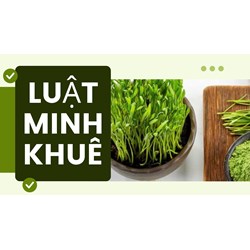 Wheatgrass là gì? Tác dụng và cách dùng của cỏ lúa mì