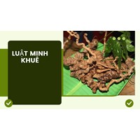 Các loại cây thảo dược tốt cho sức khỏe theo dân gian