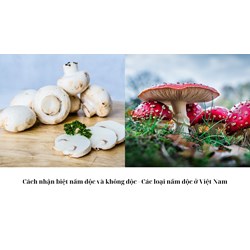 Cách nhận biệt nấm độc và không độc - Các loại nấm độc ở Việt Nam
