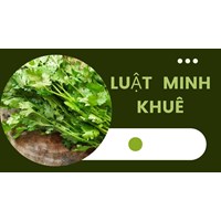 Cilantro là gì? Công dụng của Cilantro và cách phân biệt với rau mùi tây