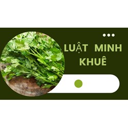 Cilantro là gì? Công dụng của Cilantro và cách phân biệt với rau mùi tây