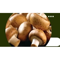 Nấm agaricus là gì? Công dụng của nấm agaricus như thế nào?