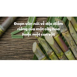 Đoạn văn nói về đặc điểm riêng của một cây hoa hoặc một con vật