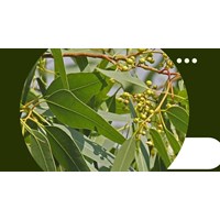 Mách bạn những công dụng của lá bạch đàn theo kinh nghiệm dân gian