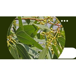 Mách bạn những công dụng của lá bạch đàn theo kinh nghiệm dân gian