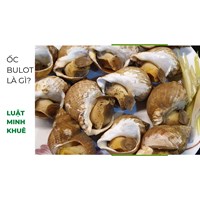 Ốc bulot là gì? Mách bạn các món ngon từ Ốc bulot