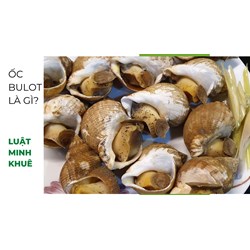 Ốc bulot là gì? Mách bạn các món ngon từ Ốc bulot