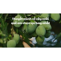 Thuyết minh về cây xoài quê em chọn lọc hay nhất