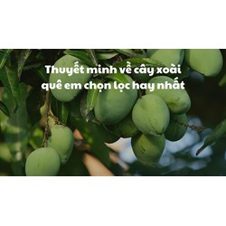 Thuyết minh về cây xoài quê em chọn lọc hay nhất