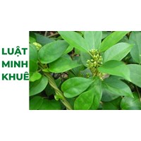 Mách bạn cách sử dụng dây thìa canh theo kinh nghiệm dân gian