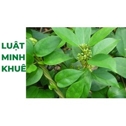 Mách bạn cách sử dụng dây thìa canh theo kinh nghiệm dân gian