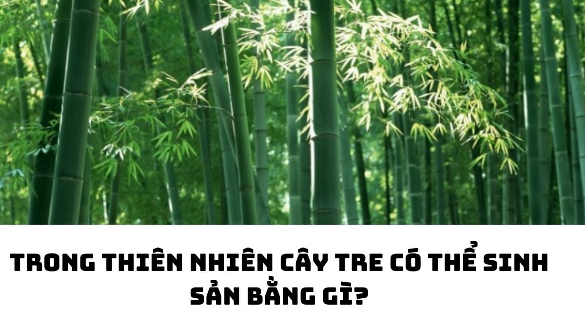 Trong tự nhiên cây tre sinh sản bằng phương pháp nào?