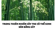 Trong thiên nhiên cây tre có thể sinh sản bằng gì?