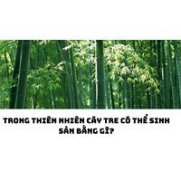 Trong thiên nhiên cây tre có thể sinh sản bằng gì?