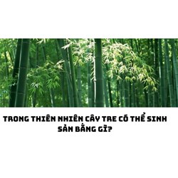 Trong thiên nhiên cây tre có thể sinh sản bằng gì?