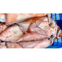 Mực xà là loại mực gì? Các món ngon từ mực xà