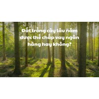 Đất trồng cây lâu năm được thế chấp vay ngân hàng hay không?