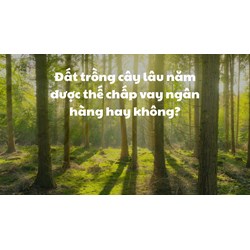 Đất trồng cây lâu năm được thế chấp vay ngân hàng hay không?