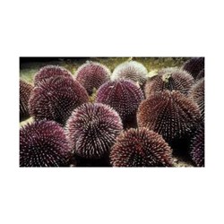 Nhum biển - con cầu gai - nhím biển là con gì? Một số cách chế biến nhum biển ngon